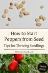 A mix of red bell peppers on the plant and loose pepper seeds on a white background, showing the start-to-finish process.