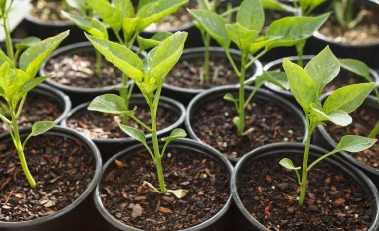 Young pepper seedlings growing in small pots, showing vibrant green leaves and healthy growth.