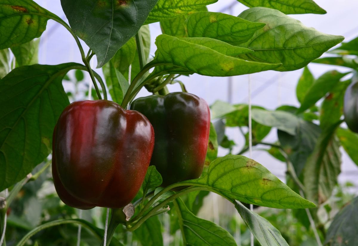 Mature red and green bell peppers hanging from a healthy pepper plant in a greenhouse.