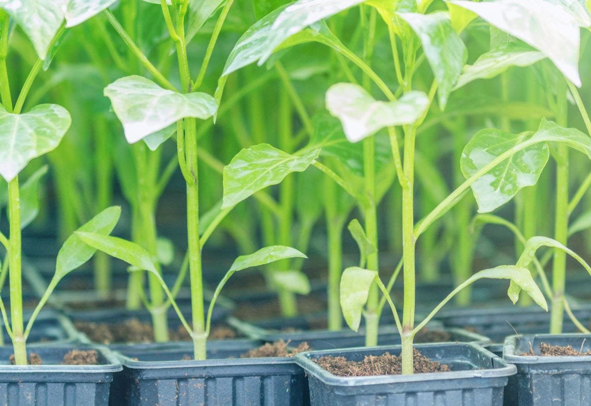 Rows of healthy green pepper seedlings in black containers, surrounded by natural sunlight in a greenhouse.