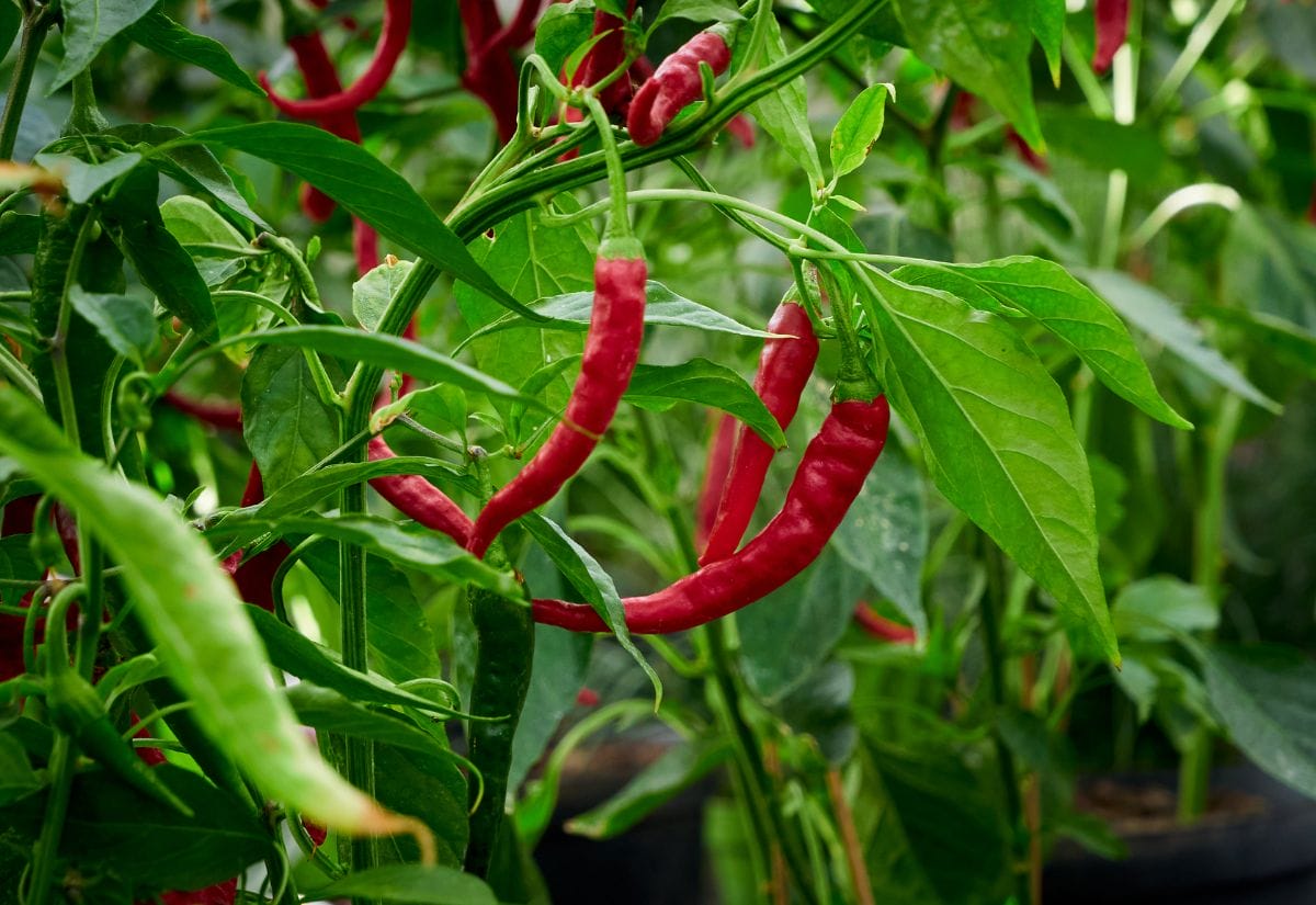 Red chili peppers hanging from a thriving plant, surrounded by lush green leaves in a garden.