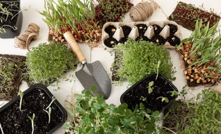 A variety of seedlings growing in containers surrounded by soil, twine, and a small garden trowel.