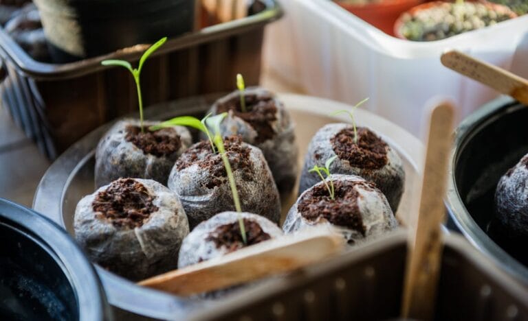 Close-up of sprouted vegetable seeds in biodegradable peat pellets, ready for transplanting.