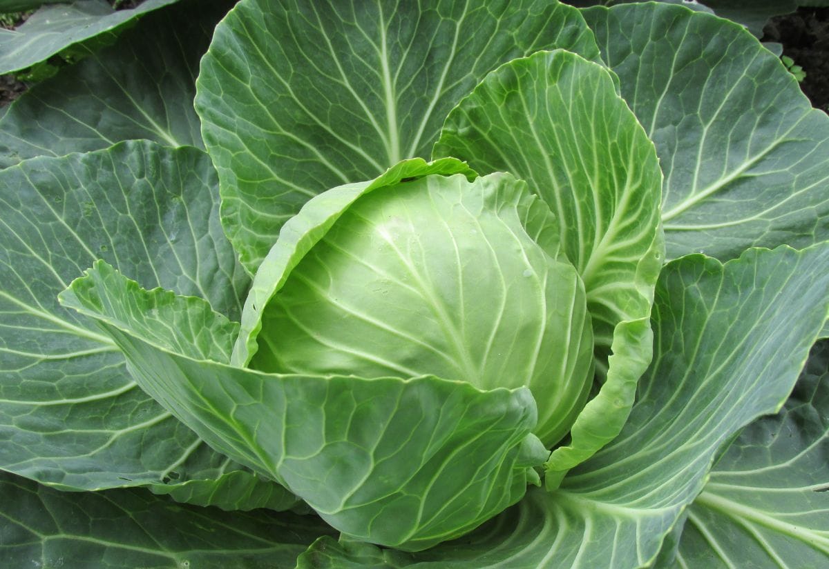 A green cabbage growing in the garden, showing healthy, vibrant leaves.