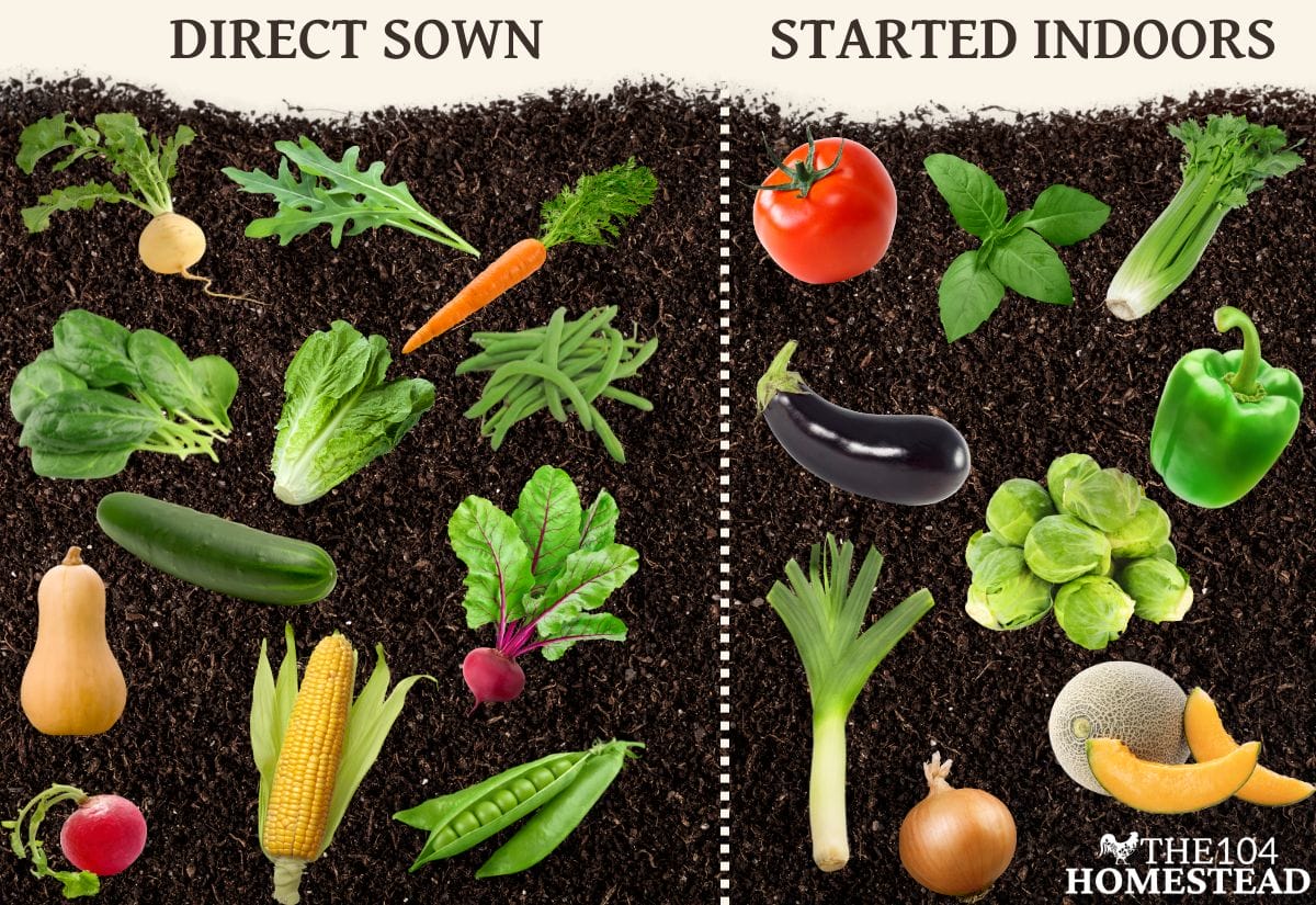 A comparison of vegetables that are typically direct sown (left) vs. started indoors (right), including lettuce, carrots, tomatoes, and peppers.