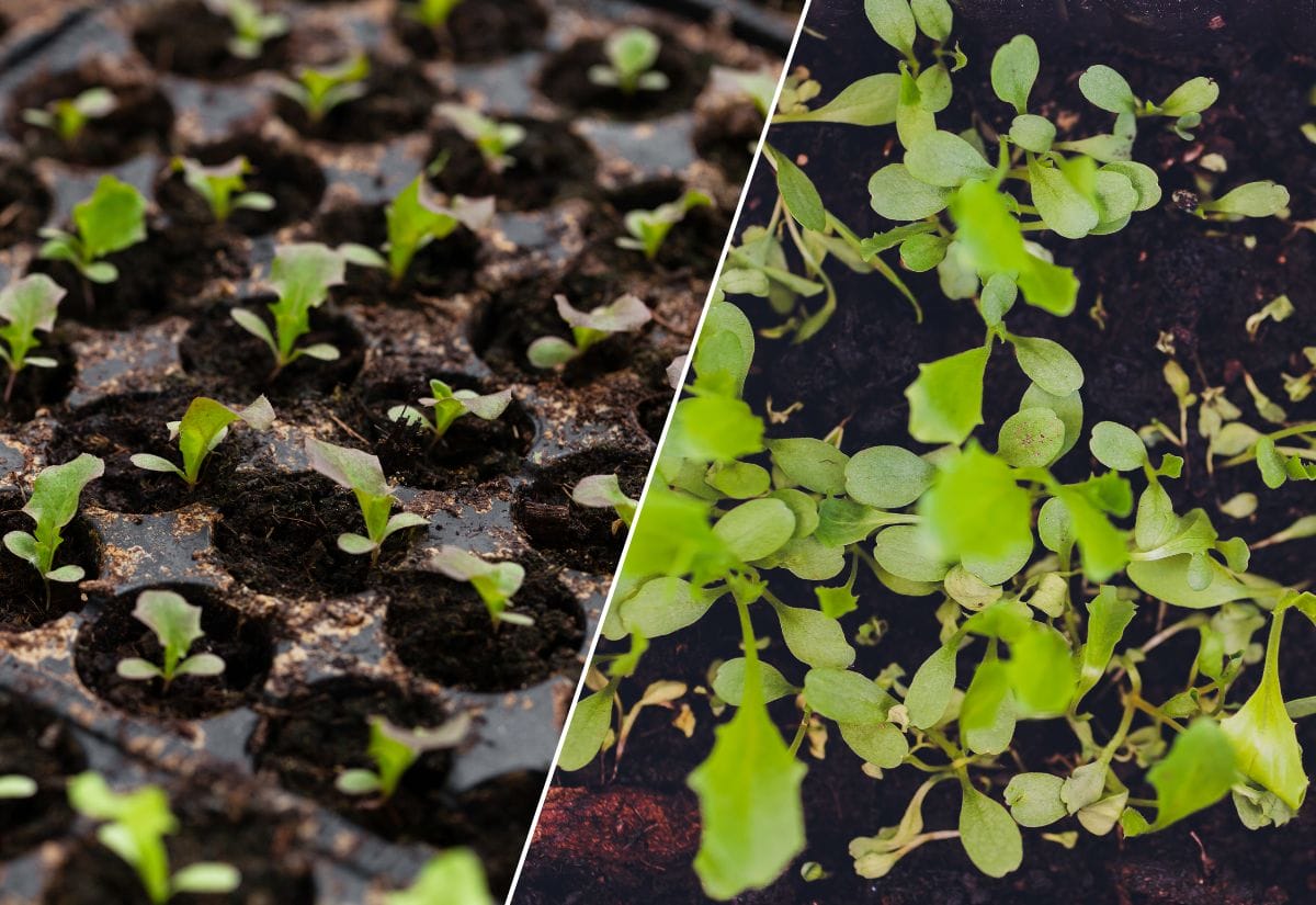 Seedlings growing in a seed-starting tray and seedlings growing in the soil.