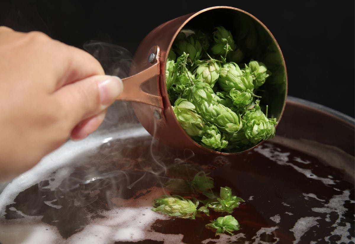 A copper measuring cup filled with fresh hop cones being poured into a steaming wort.