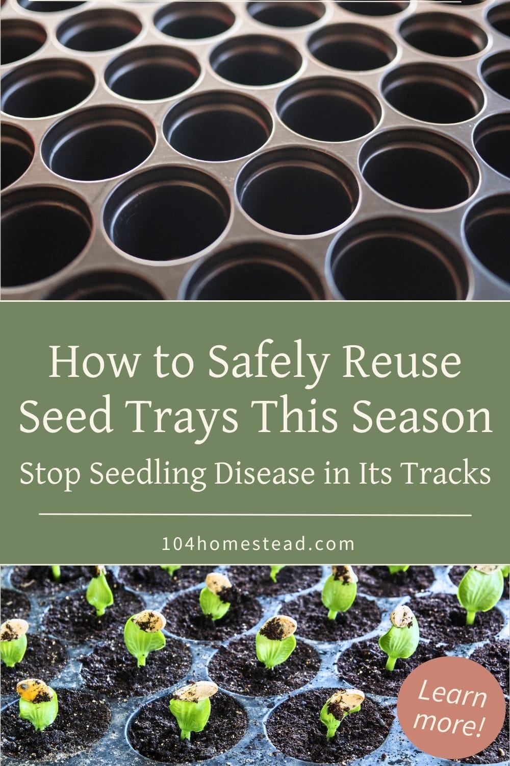 A clean black plastic seed tray next to fresh seedlings sprouting from soil, illustrating the importance of disinfecting seed trays before reuse.