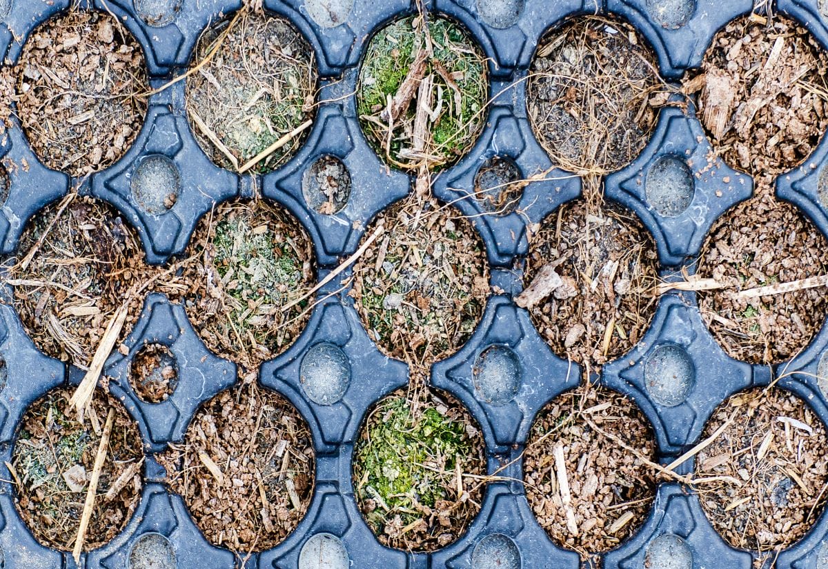 A used seed tray covered in soil, plant debris, and mold growth, showing the need for cleaning before reuse.