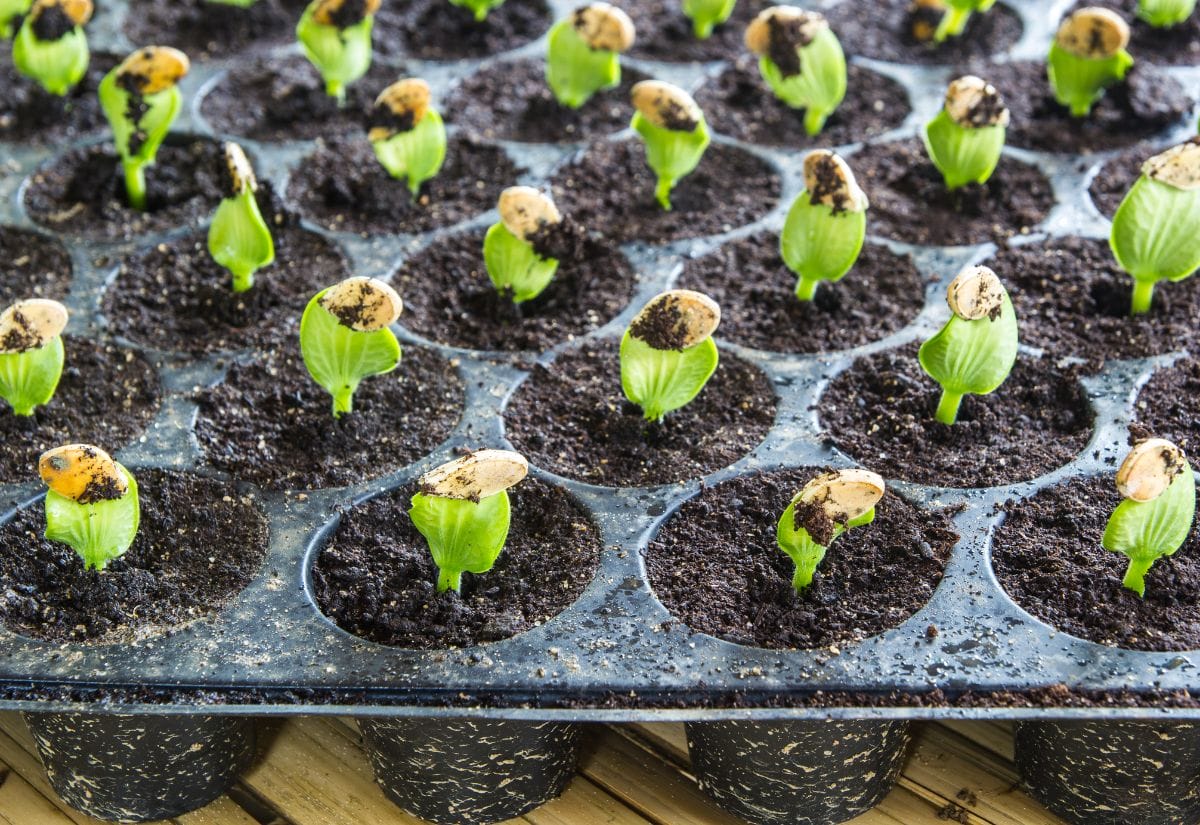 A seed tray with young green seedlings emerging from the soil, showing healthy plant growth.