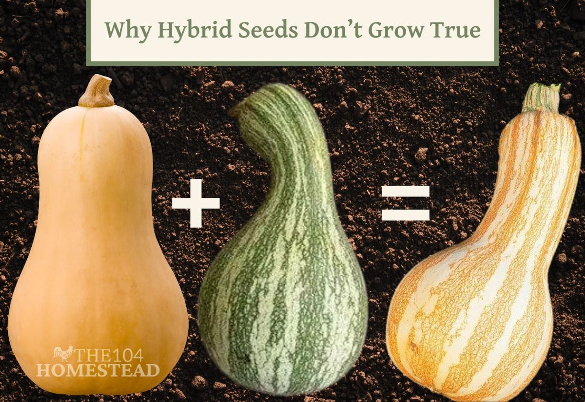 An infographic showing how hybrid seeds result from two different parent plants, producing unpredictable offspring.