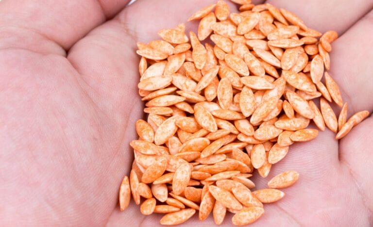 A close-up of a hand holding orange-tinted hybrid vegetable seeds, ready for storage or planting.