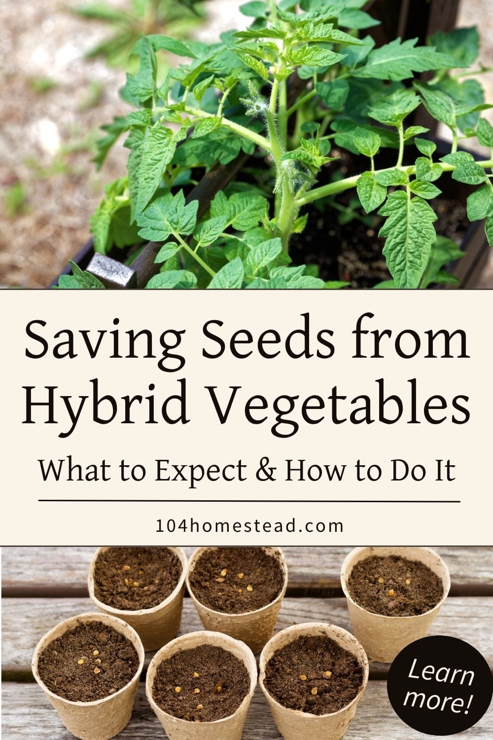 A thriving tomato plant growing in a container, with small biodegradable pots filled with soil and seeds below.