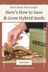 A hand sorting through dried seed pods with a green seed storage box in the background.