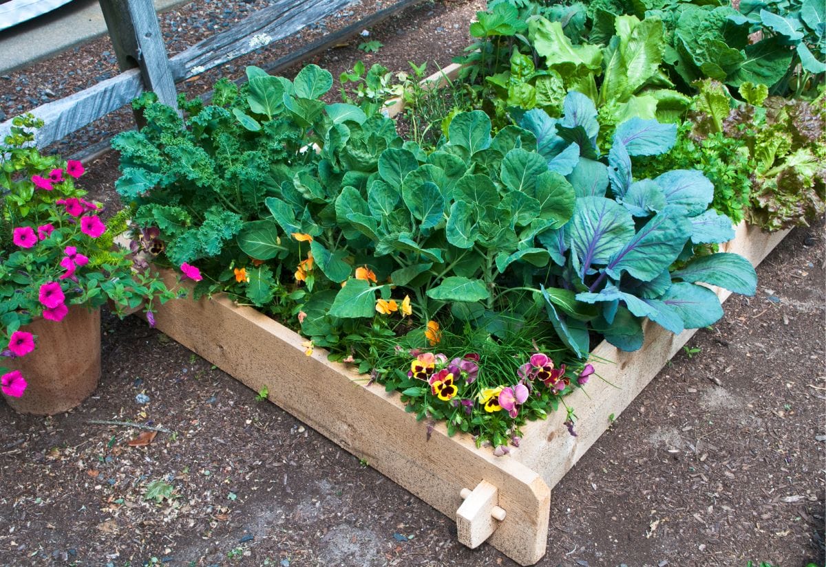 A thriving raised bed garden with leafy greens, herbs, and flowers, demonstrating an easy way to grow fresh food at home.