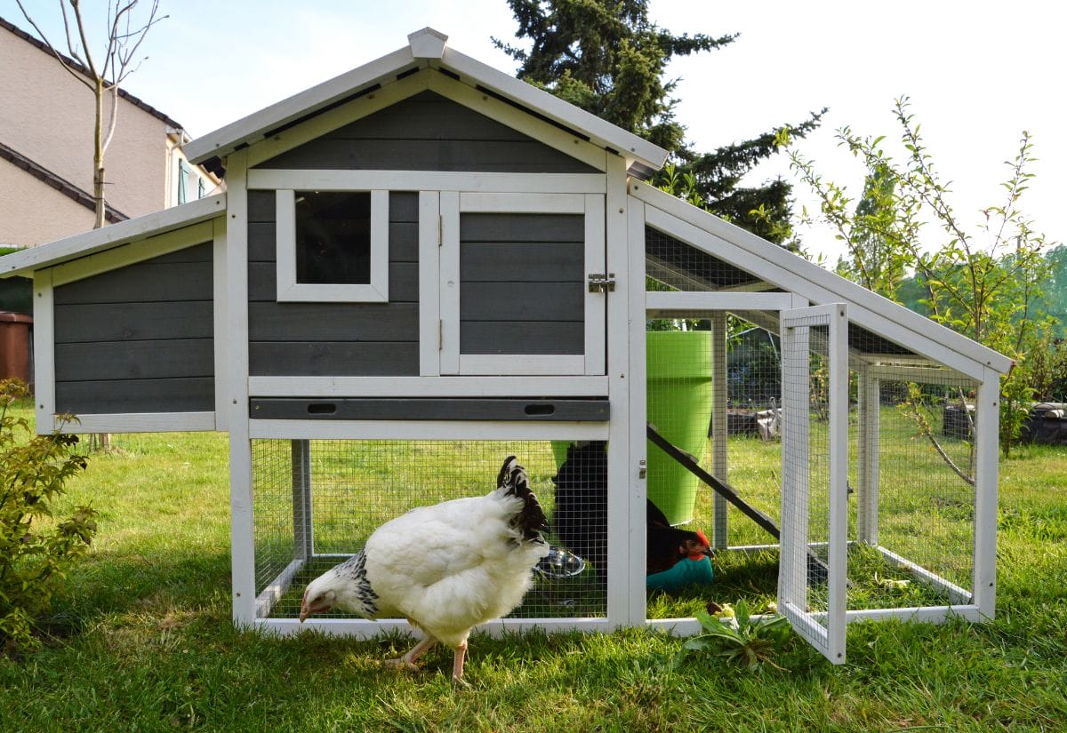 A backyard chicken coop with a small attached run and chickens foraging on the grass.