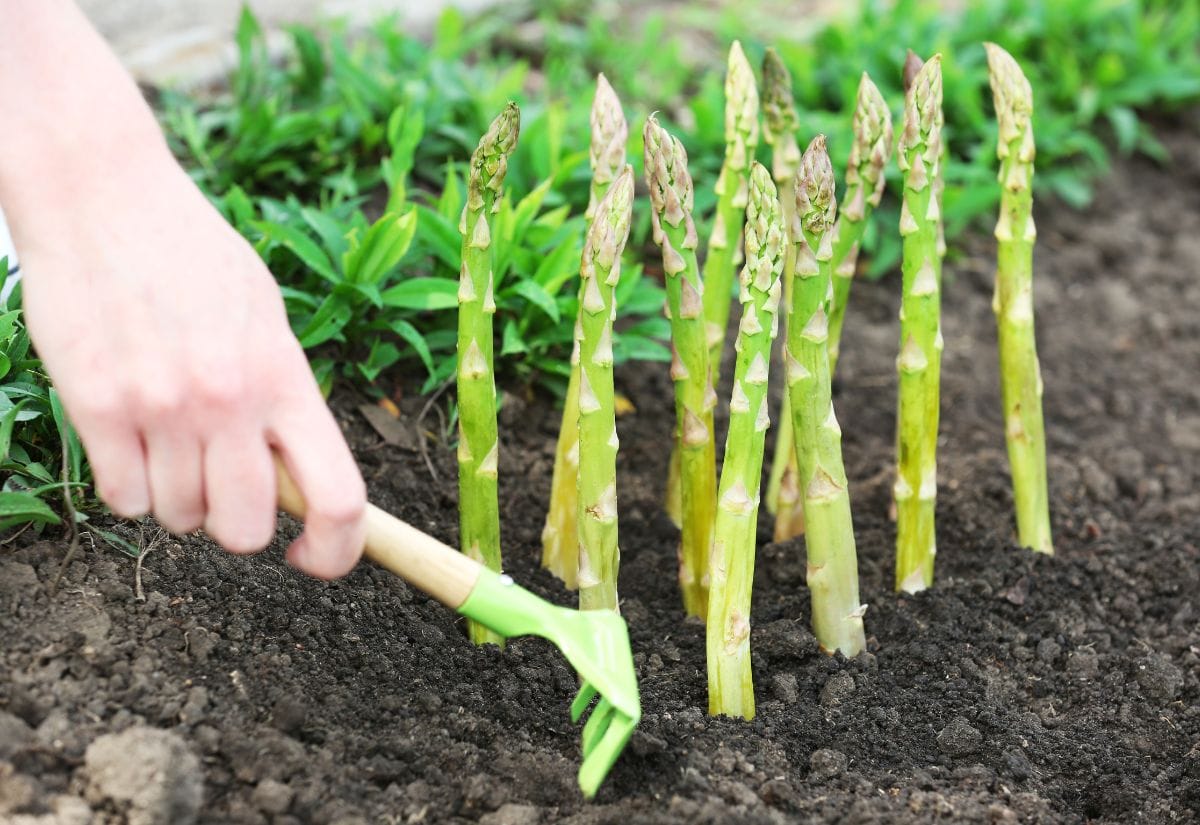 A close-up of asparagus spears growing in a garden bed with a hand tending to the soil.