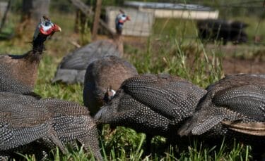 A group of helmeted guinea fowl foraging in a grassy pasture, with fencing and a shelter in the background.