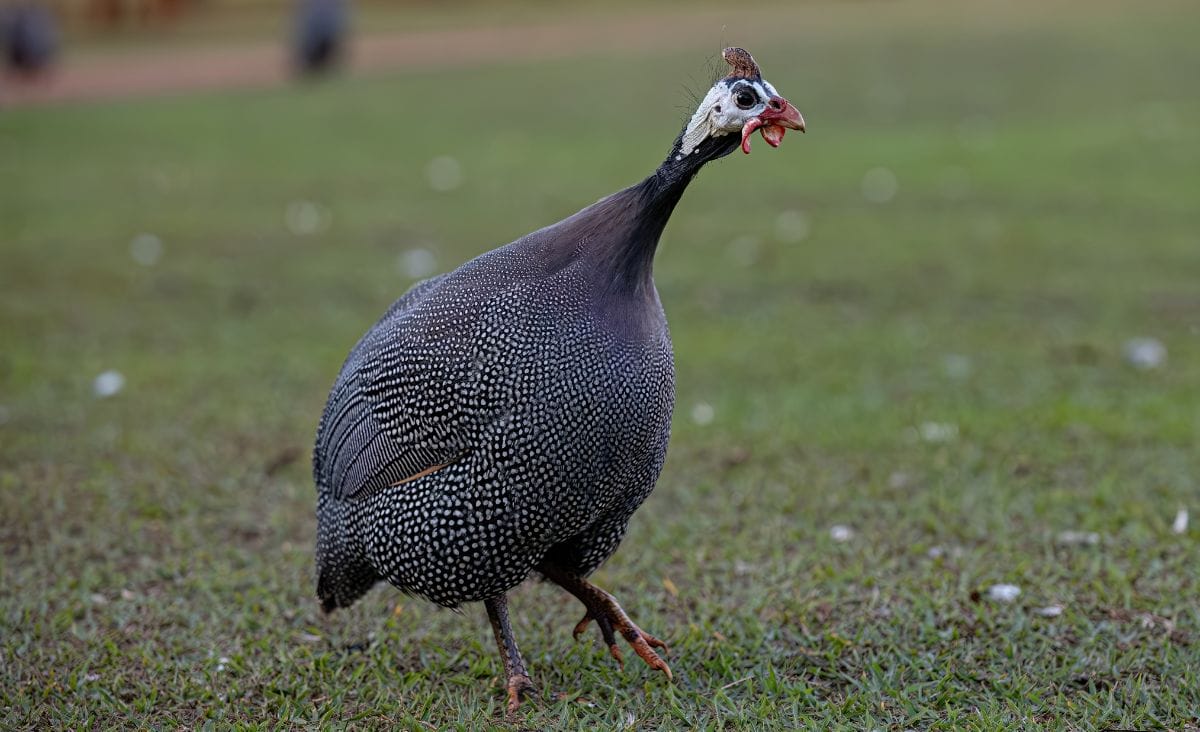 A guinea fowl standing alert on a grassy field, showcasing its speckled feathers and helmeted head.