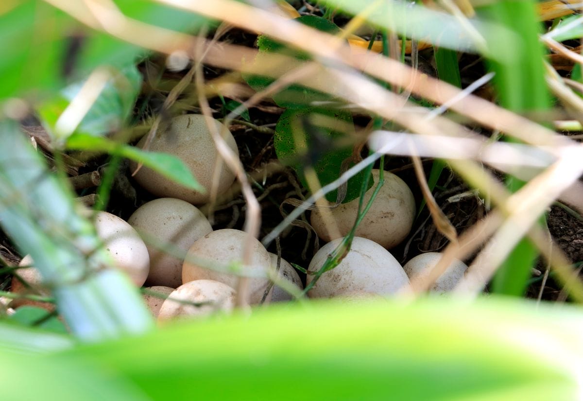 A clutch of speckled guinea fowl eggs hidden in tall grass, showing their natural nesting behavior.