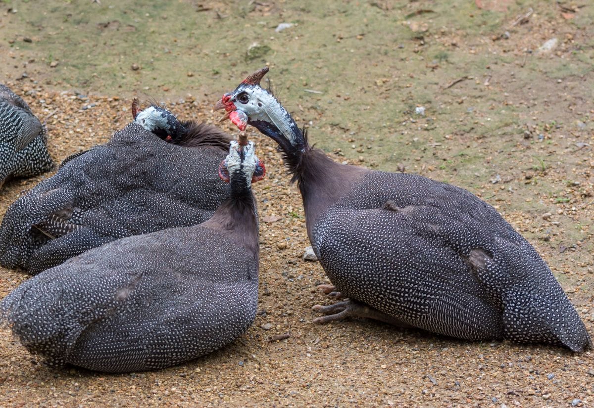 A group of guinea fowl dust bathing and resting on the ground, engaging in their natural social behaviors.