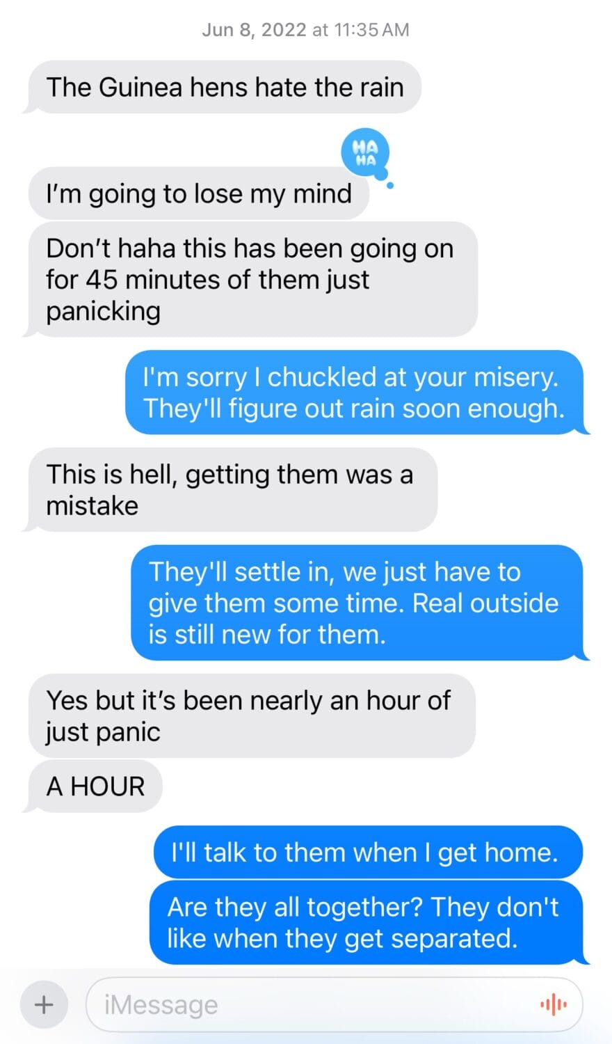 Screenshot of a text message conversation about guinea fowl panicking in the rain. One person expresses frustration over their non-stop panic, while the other reassures them that the birds will adjust.