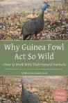 A helmeted guinea fowl standing in a natural setting with dried leaves, showing its alert and cautious nature.