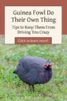 A guinea fowl standing in a grassy field, staring directly at the camera with a curious expression.