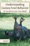 A small group of guinea fowl resting in the shade of a tree, showing their flocking instincts and social nature.