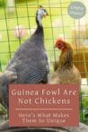 A guinea fowl and a chicken standing side by side in a fenced enclosure, highlighting their differences.