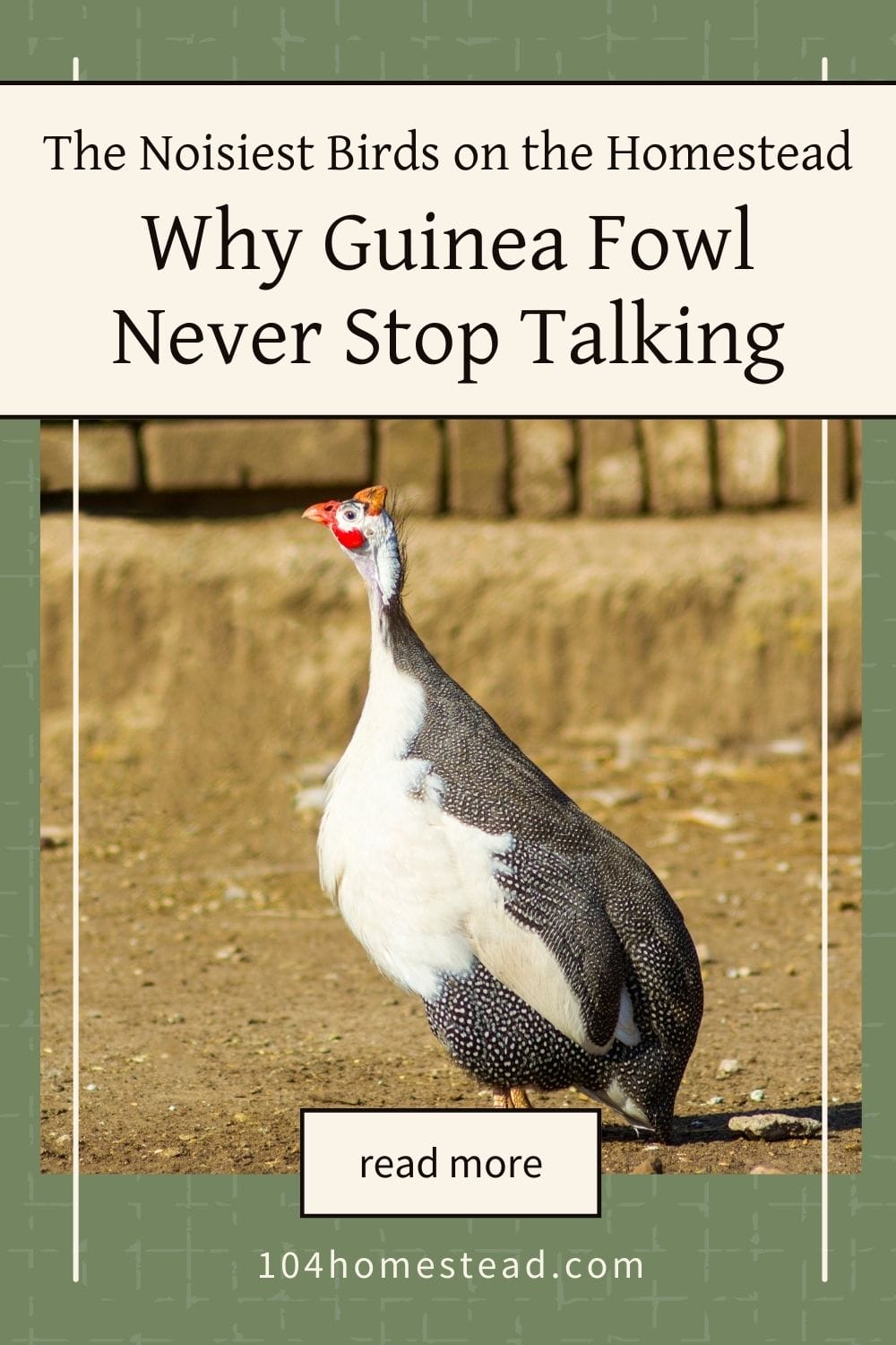 A white and black guinea fowl standing in a dirt yard, appearing to be mid-call, emphasizing their vocal nature.