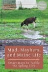 A black and white cow carefully stepping through a muddy, waterlogged farmyard after heavy spring rains.