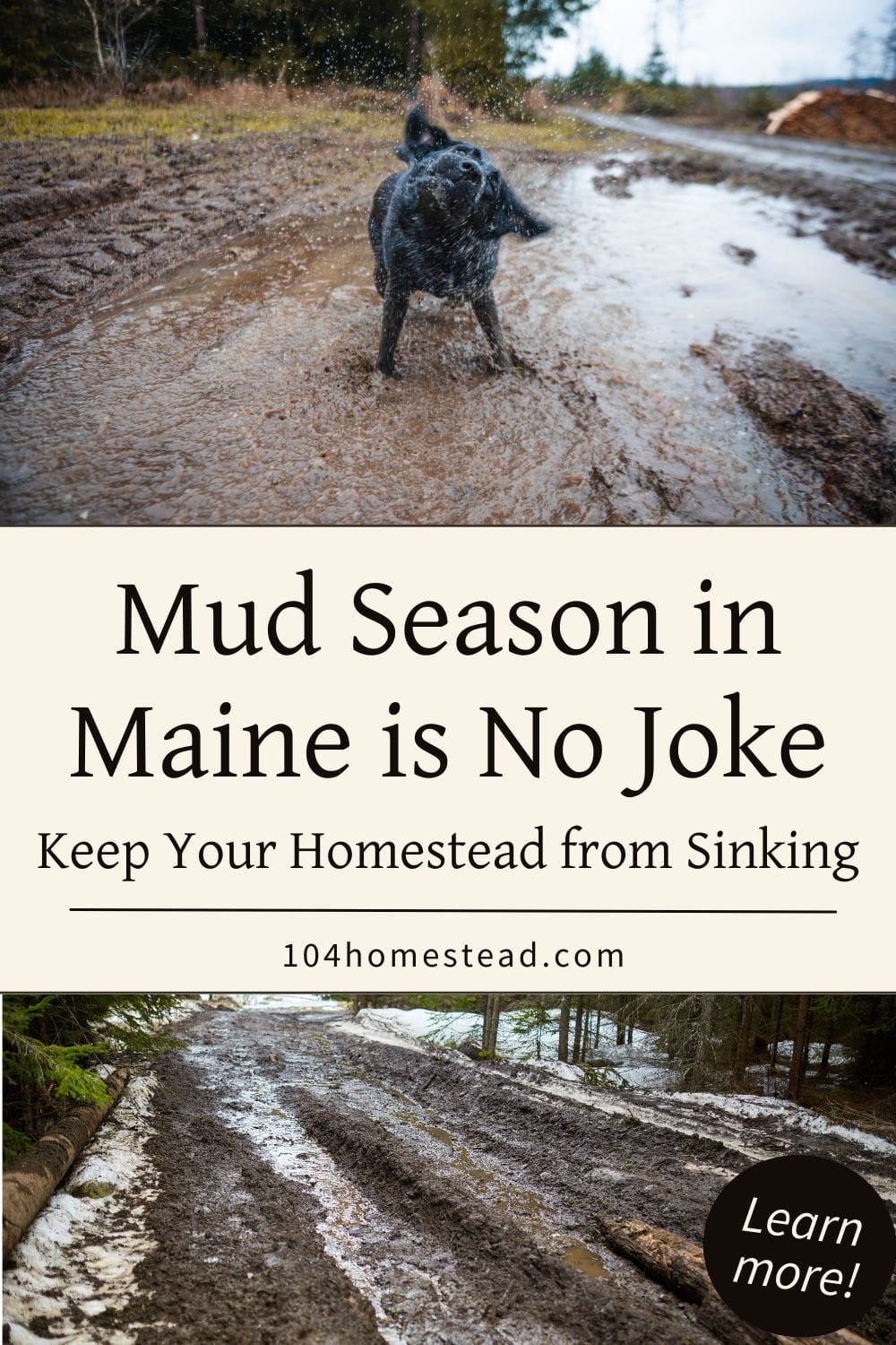 A black dog shaking off muddy water in a flooded dirt road, surrounded by deep tire tracks and melting snow.