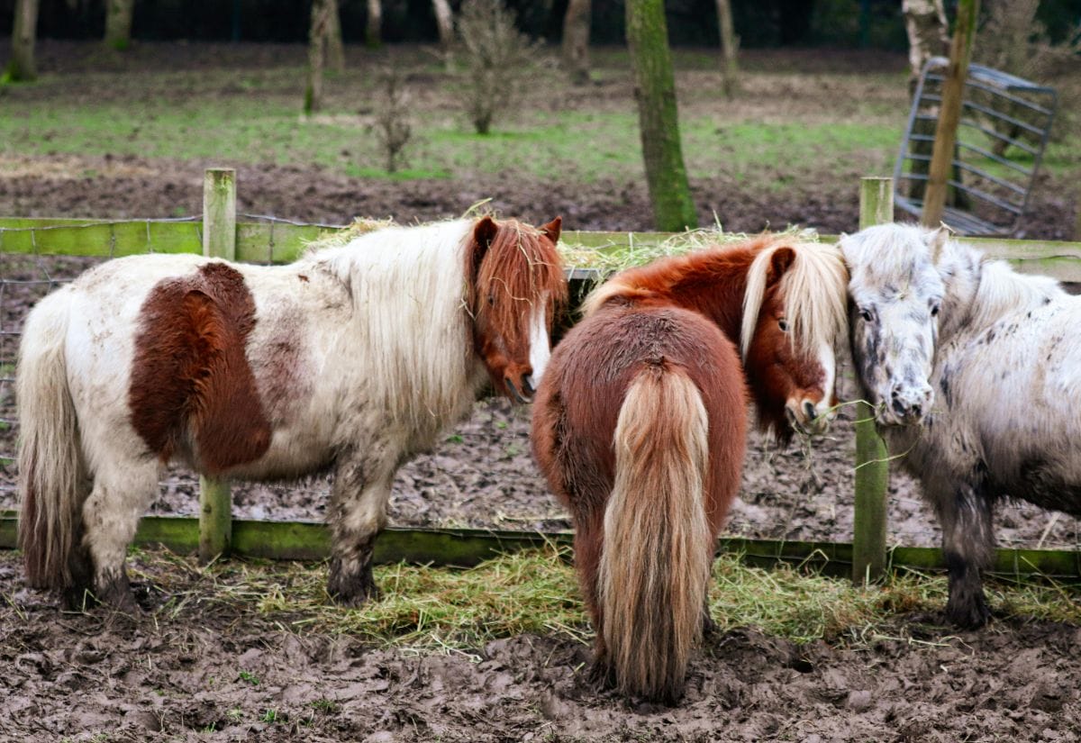 Three ponies standing in a muddy enclosure, their coats splattered with mud, showcasing the challenges of mud season for livestock.