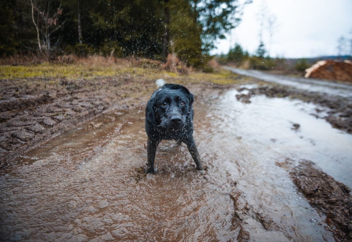 A black Labrador mid-shake, flinging muddy water in all directions after playing in a large puddle on a dirt road.