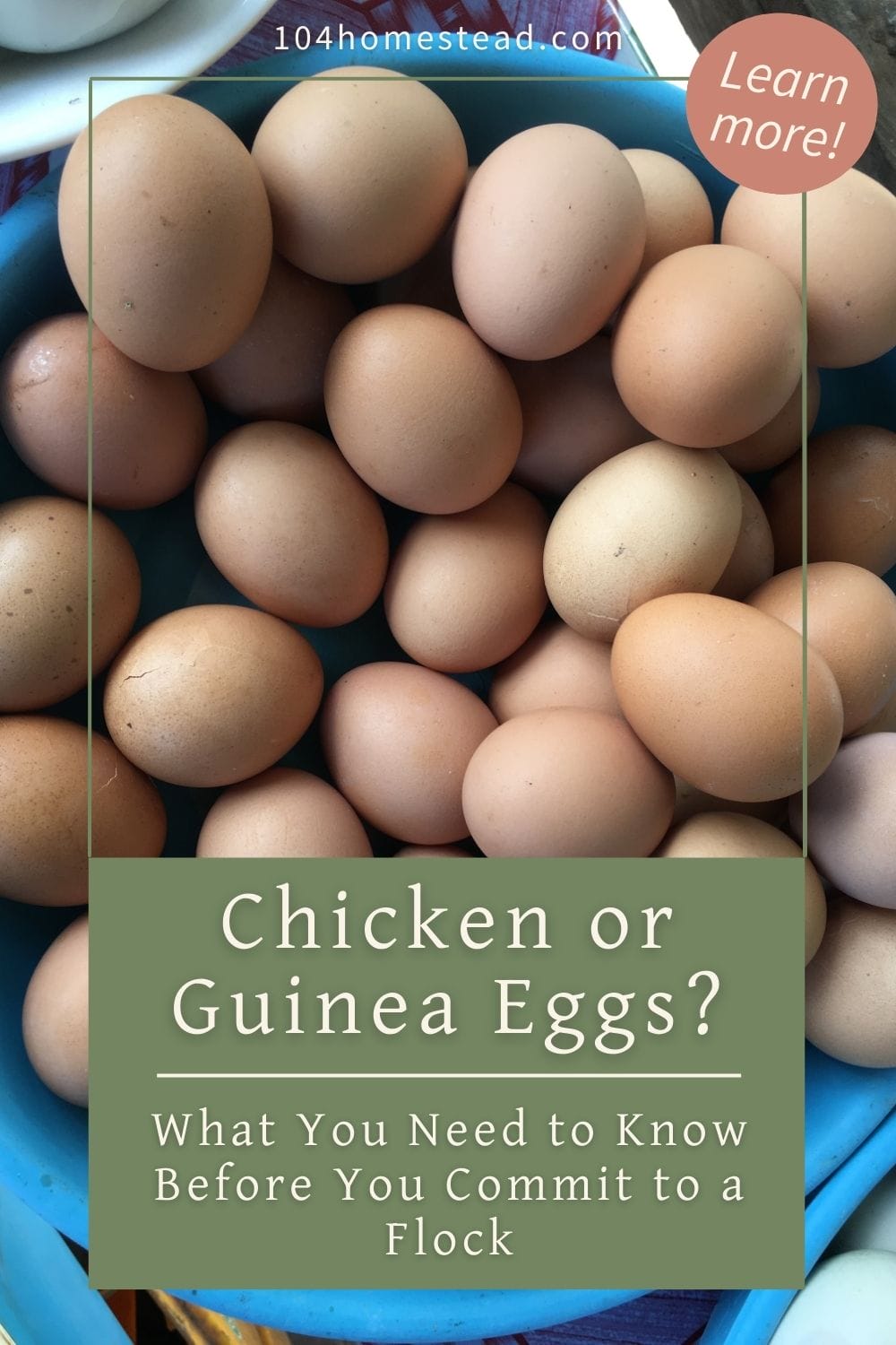 Guinea Eggs vs Chicken Eggs: Which Fits Your Homestead?