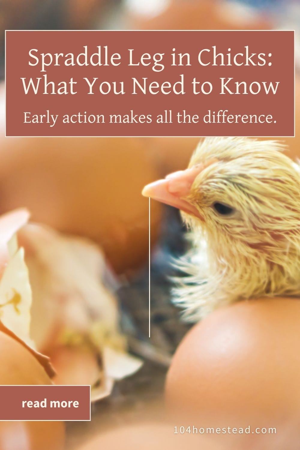 Close-up of a wet, newly hatched chick next to eggshells, showing vulnerability after hatching—ideal context for spraddle leg information.