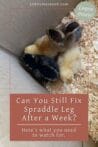 Group of fluffy chicks in a cardboard box with wood shavings, illustrating the importance of proper bedding to prevent leg issues like spraddle leg.
