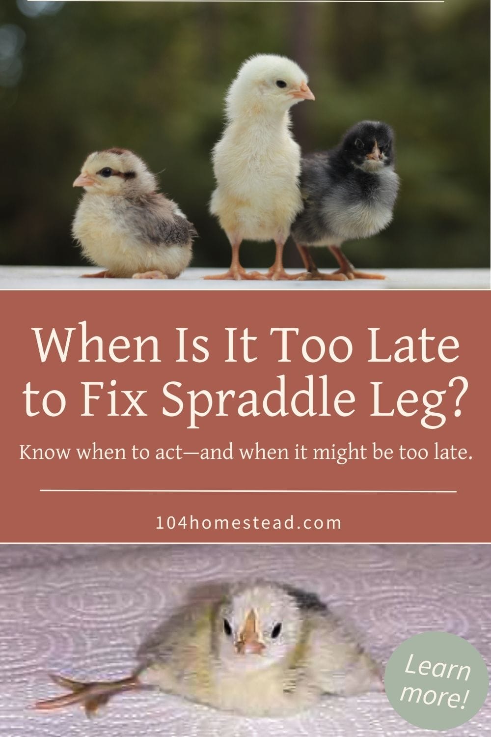 Split image showing healthy chicks standing upright alongside a chick with spraddle leg, visually contrasting the outcomes of intervention.