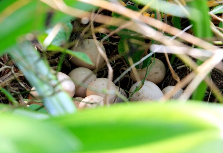 Photo inspiration: Fresh Look at Guinea Eggs Vs Chicken Eggs Which Fits Your Homestead