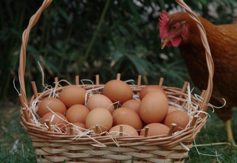 Guinea Eggs vs Chicken Eggs: Which Fits Your Homestead?