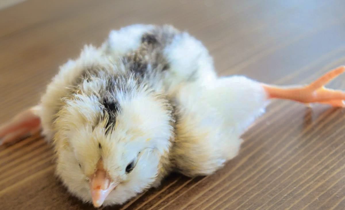 Chick with spraddle leg lying on a wooden surface, legs splayed out to the sides.