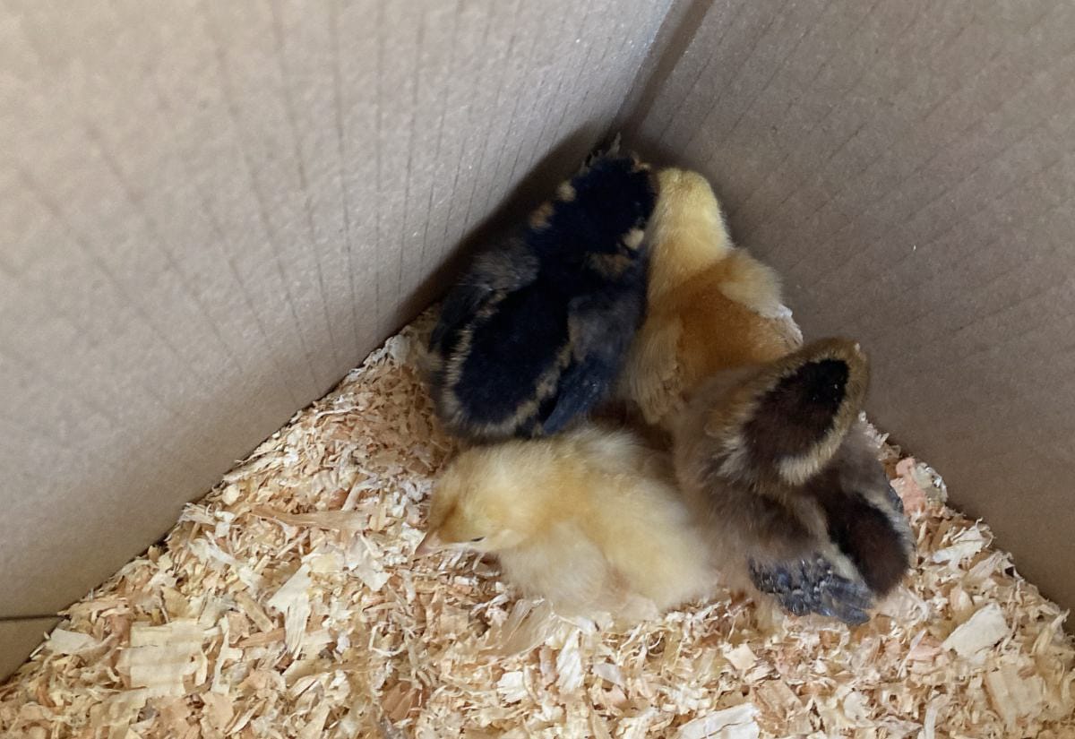 Group of chicks huddled in a cardboard box with wood shavings, showing the importance of safe brooder flooring.