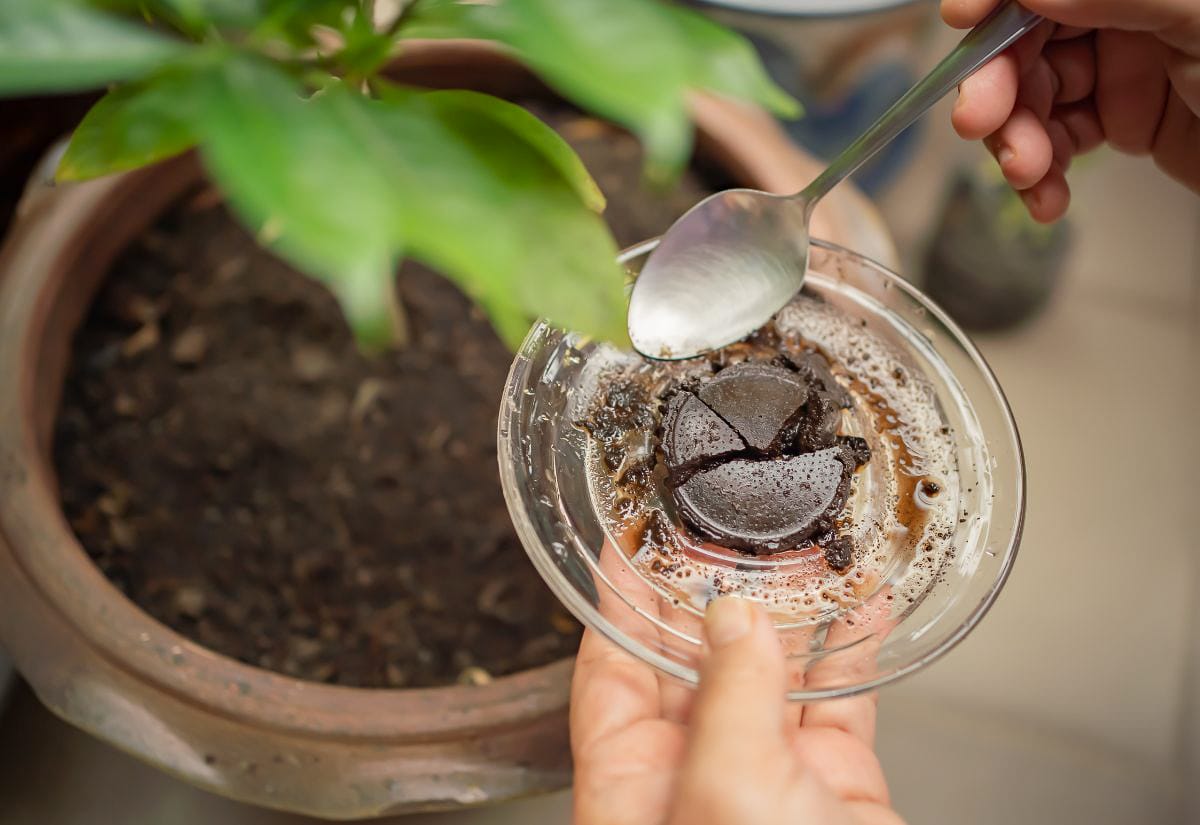 A spoonful of used coffee grounds being added to the soil of a potted plant.