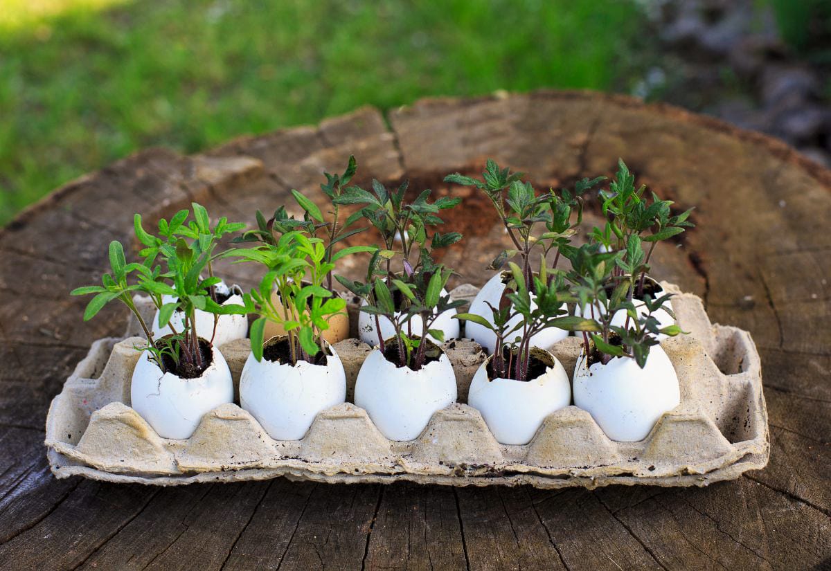 Young seedlings growing in eggshell halves, arranged neatly in a recycled egg carton outdoors.