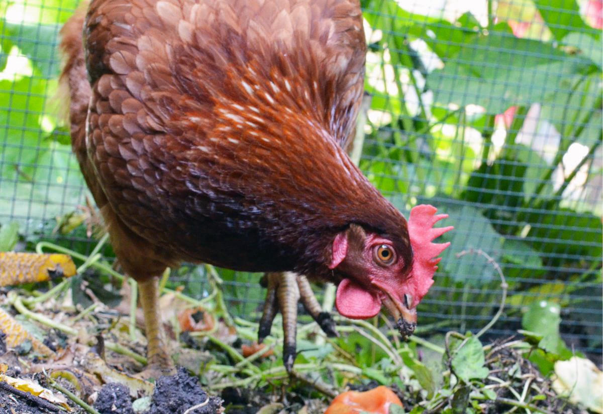 A brown chicken pecks through food scraps and garden waste inside a fenced area.