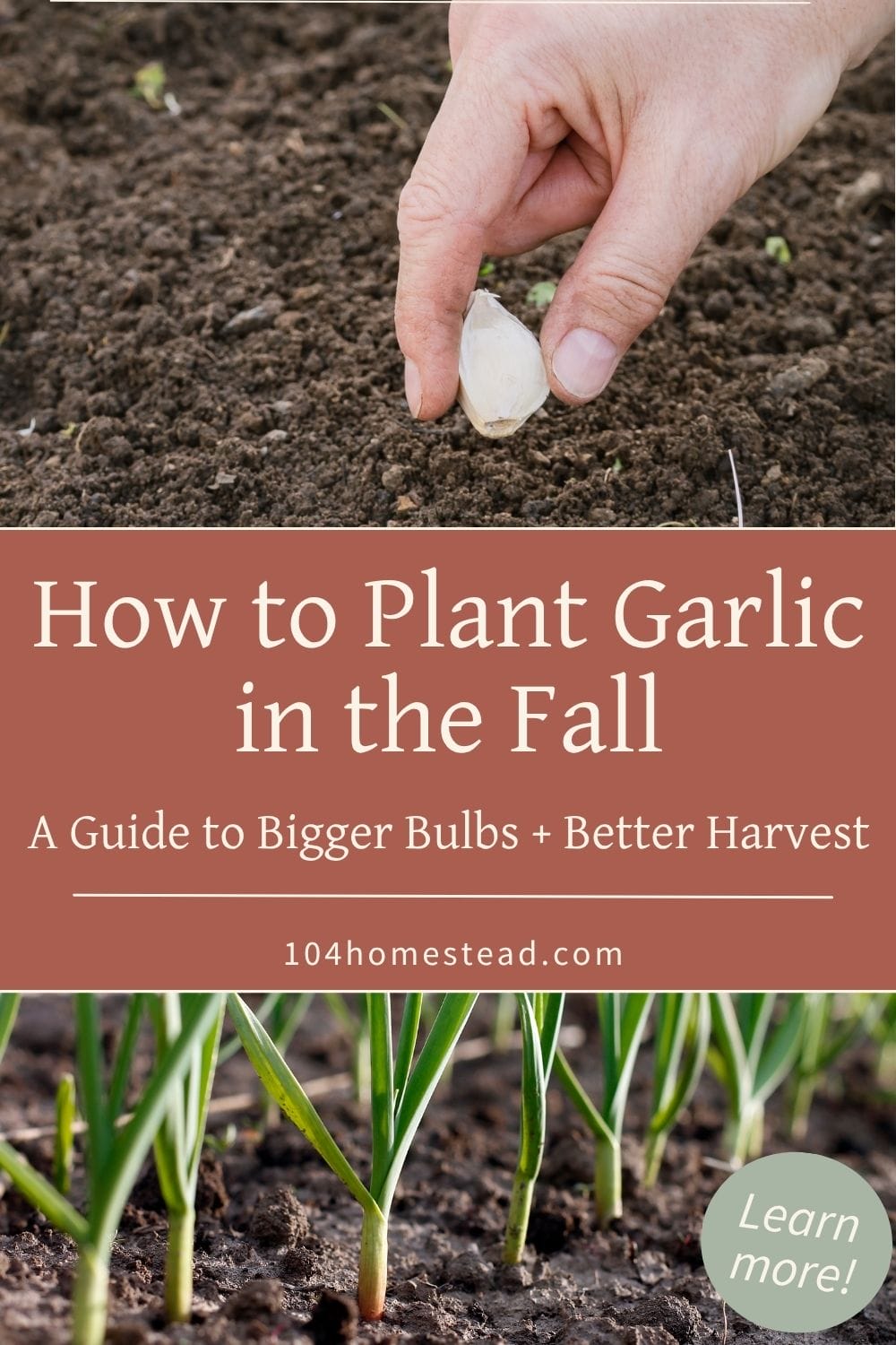 A hand planting a garlic clove in dark soil above a text overlay that reads “How to Plant Garlic in the Fall: A Guide to Bigger Bulbs + Better Harvest,” with young garlic shoots growing in neat rows below.