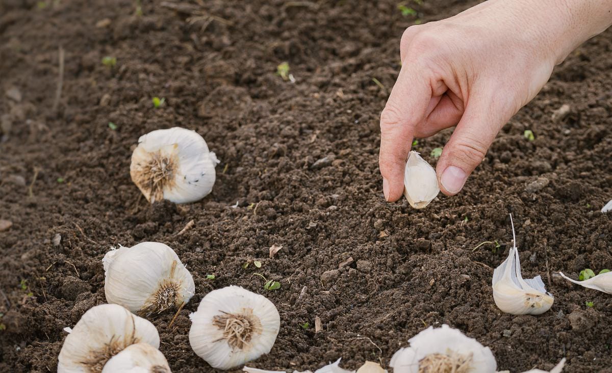 A hand planting a garlic clove in rich, dark garden soil with several garlic bulbs and cloves scattered nearby.