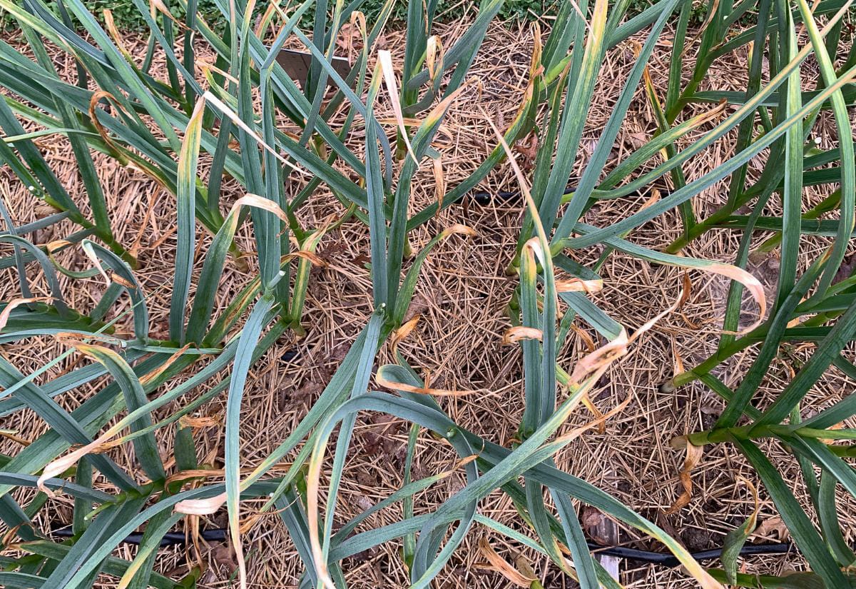 Garlic plants growing through a layer of straw mulch, showing long green leaves and healthy garden soil.