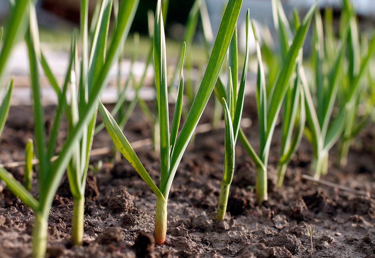Close-up of young garlic shoots emerging from the soil in neat rows, with vibrant green leaves reaching upward.